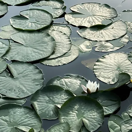 Luxury Spacious Private Loft, Between &